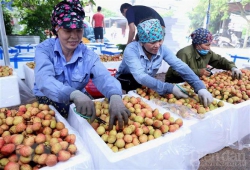 Quyết sách đúng đắn cho nông sản Việt