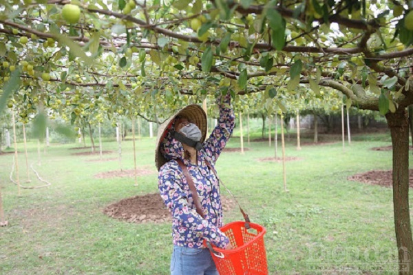 Sản phẩm táo Bàng La, quận Đồ Sơn được công nhận là sản phẩm OCOP Hải Phòng năm 2019