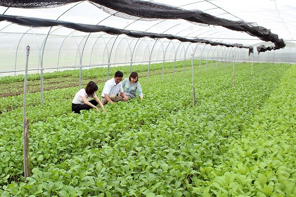 Mô hình trồng rau hữu cơ cho hiệu quả kinh tế cao tại Hải Phòng