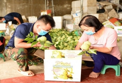 Bắc Giang: Chính quyền cùng nông dân tìm giải pháp tiêu thụ nông sản