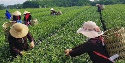 Quảng Ninh: Tạo sức bật để phát triển nông sản Việt