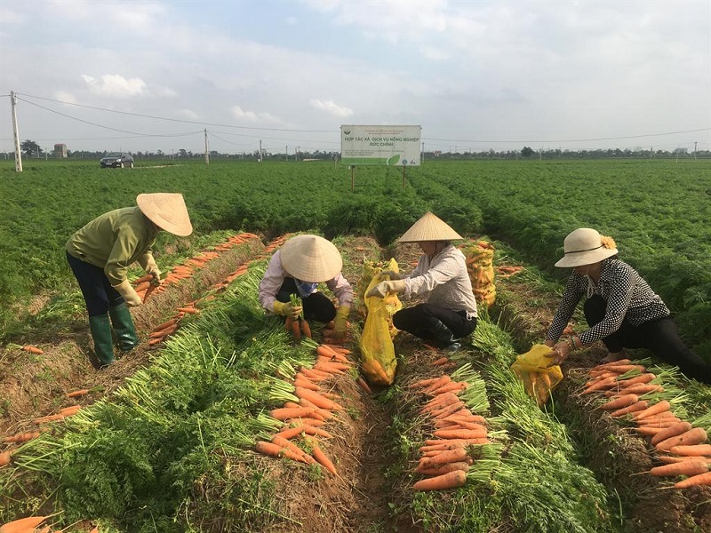 Vụ Đông 2021-2022, toàn tỉnh Hải Dương có khoảng 1.500ha cà rốt