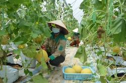 Quảng Ninh: Hướng đi nào cho ngành nông nghiệp?