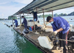 Quảng Ninh: Gỡ bỏ phao xốp để cứu môi trường