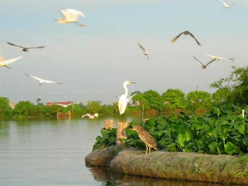 Đảo Cò (tỉnh Hải Dương), địa điểm thu hút khách du lịch