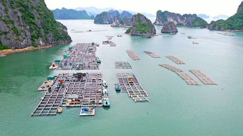 có 62 cơ sở NTTS trên địa bàn huyện được Chi cục Thủy sản tỉnh Quảng Ninh thực hiện cấp giấy xác nhận NTTS lồng bè, đối tượng nuôi thủy sản chủ lực