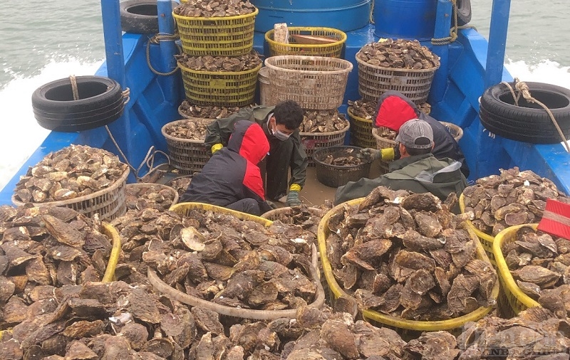Người lao động thu hoạch hàu tại Vân Đồn