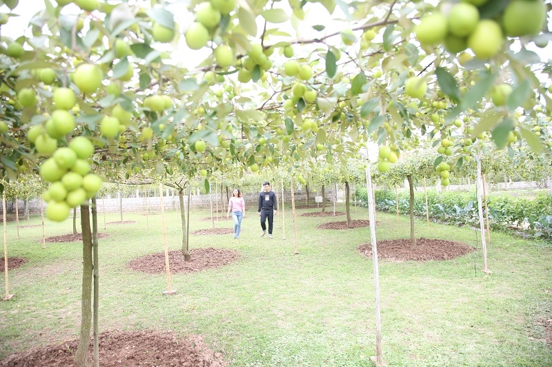 Du khách đến tham quan vườn táo giàn tại phường Bàng La, quận Đồ Sơn