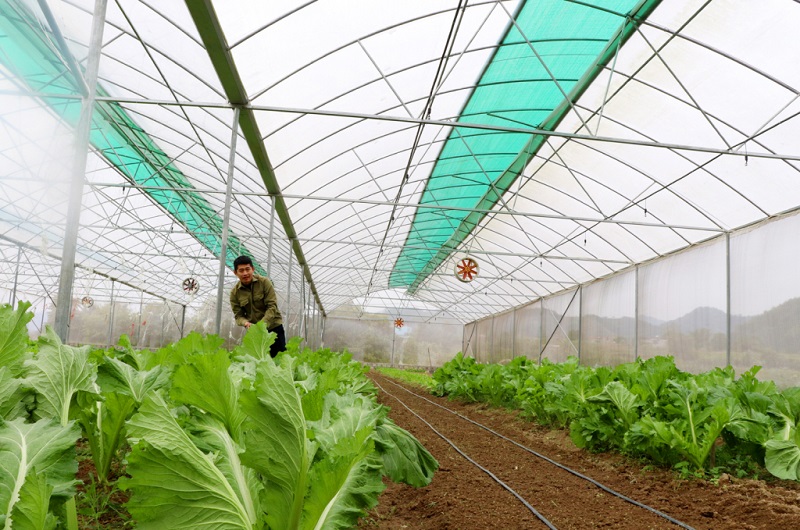 Sử dụng nhà lưới trong canh tác, nâng cao chất lượng nông sản ở xã Lục Hồn (Bình Liêu) (Ảnh: Báo Quảng Ninh)
