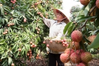 Hải Dương: Kết nối doanh nghiệp tiêu thụ nông sản