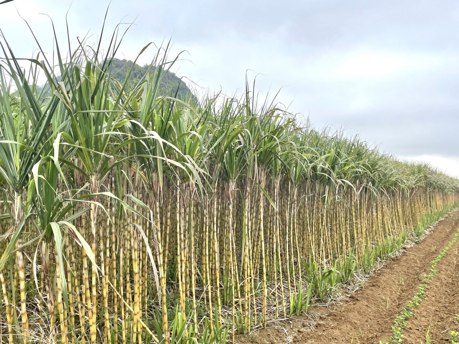 Vùng trồng mía trắng tại tỉnh Hòa Bình (ảnh: Kim Dung)