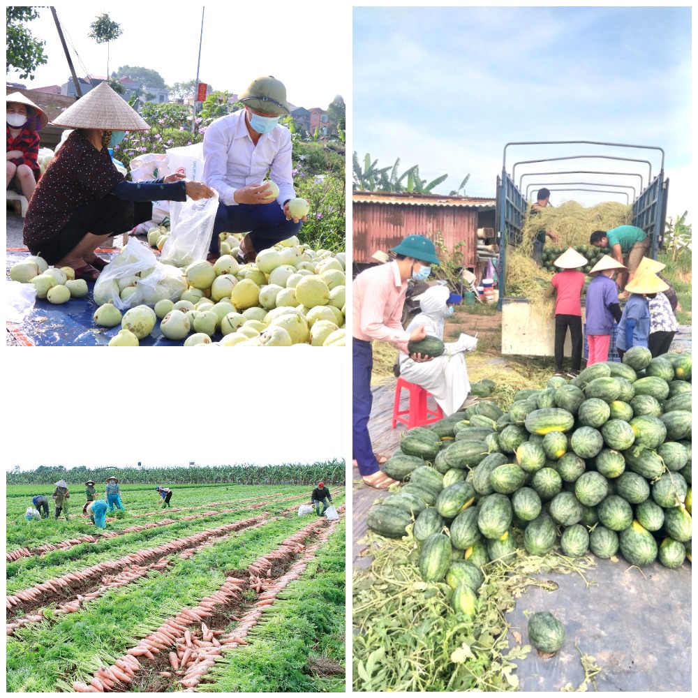 Nông dân xã Đại Lai thu hoạch nông sản có giá trị kinh tế cao, cải thiện thu nhập