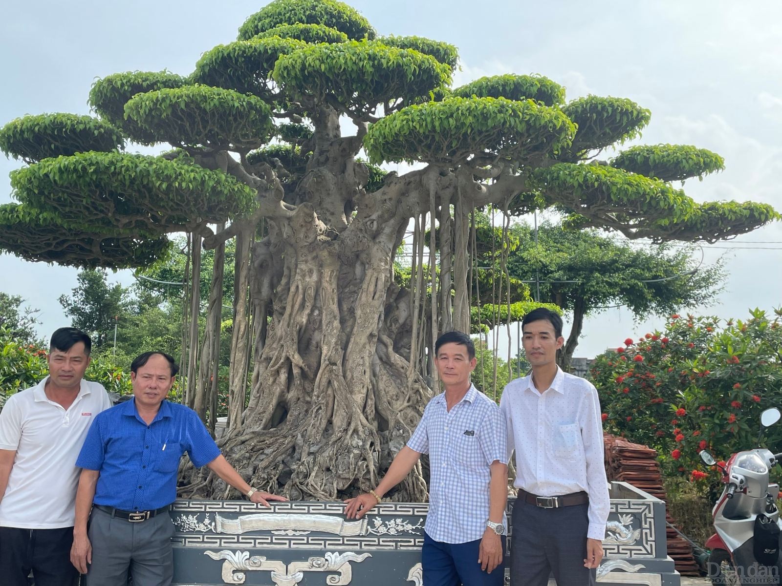 1 trong 10 cây đẹp nhất Việt Nam trị giá 1 triệu USD tại Làng vườn Bách Thuận - Vũ Thư - Thái Bình