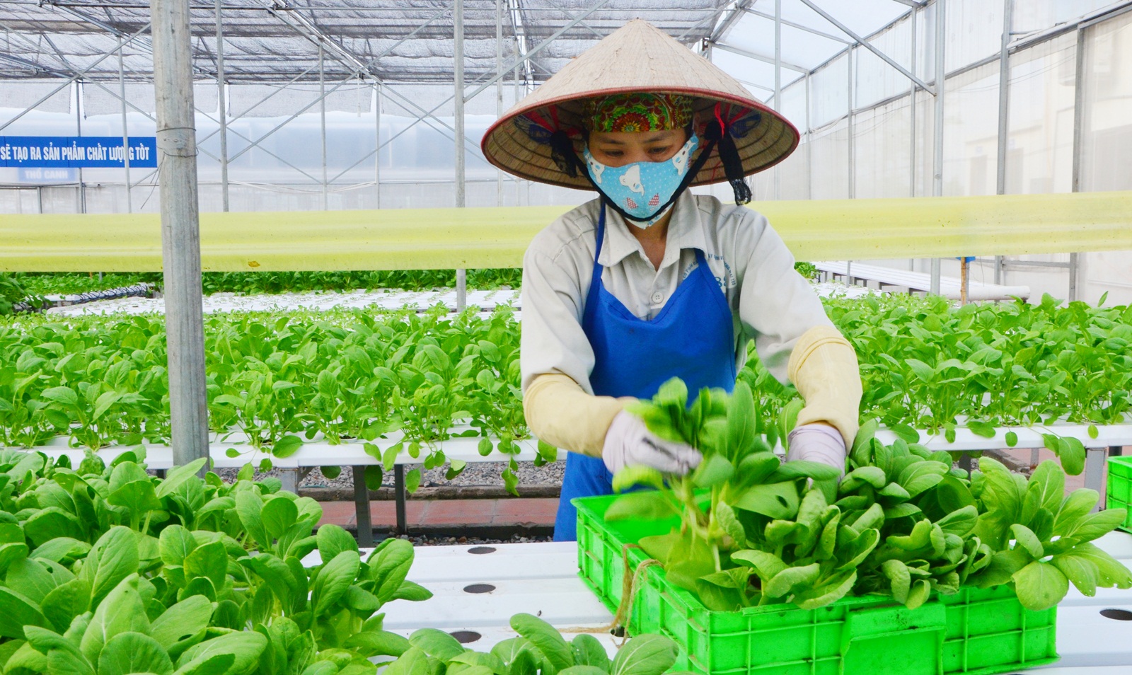 Chuyển đổi số, ứng dụng KHCN vào sản xuất giúp nâng cao năng suất, chất lượng nông sản Việt