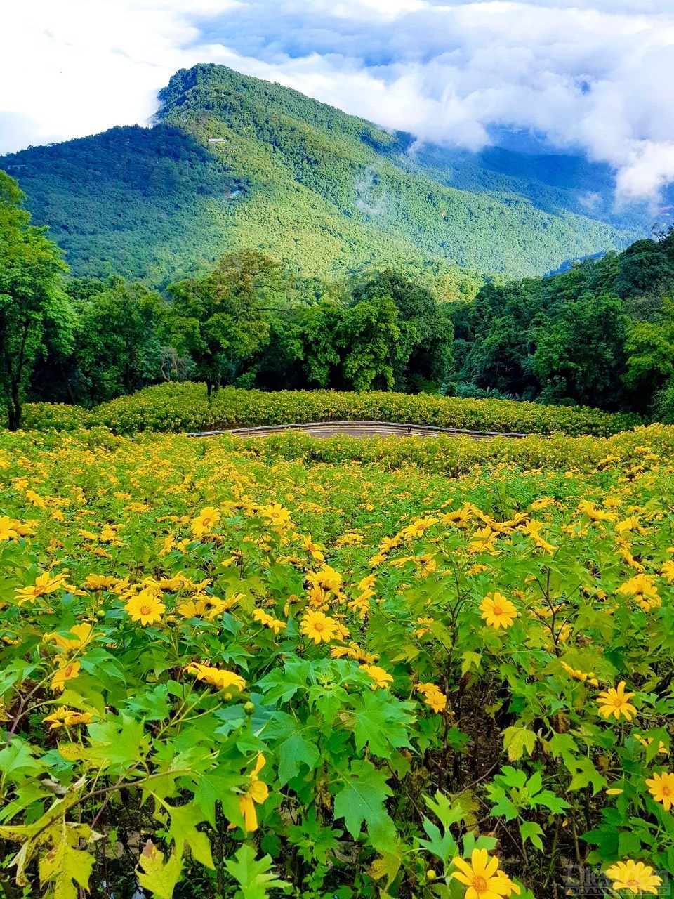 Rừng hoa dã quỳ với màu vàng rực rỡ đã trở thành nét đặc trưng thu hút nhiều du khách đến Vườn Quốc gia Ba Vì vào thời gian này.