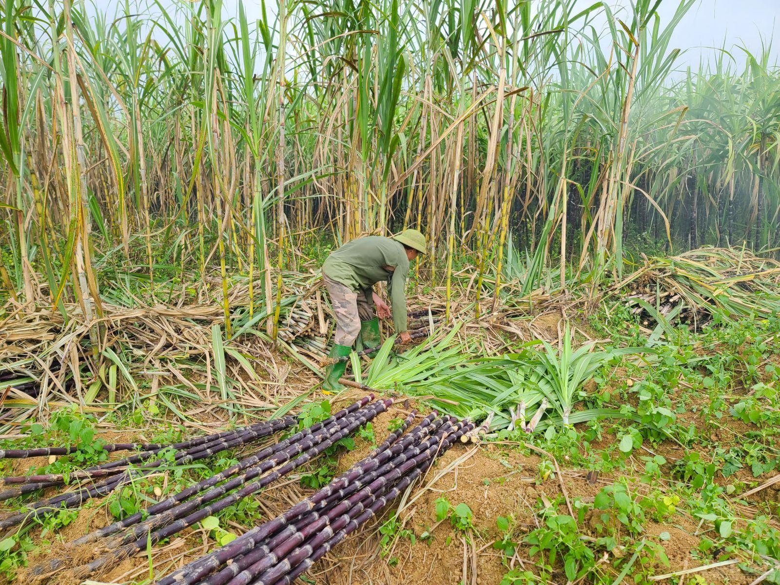 Vùng trồng mía tại huyện Cao Phong, tỉnh Hòa Bình
