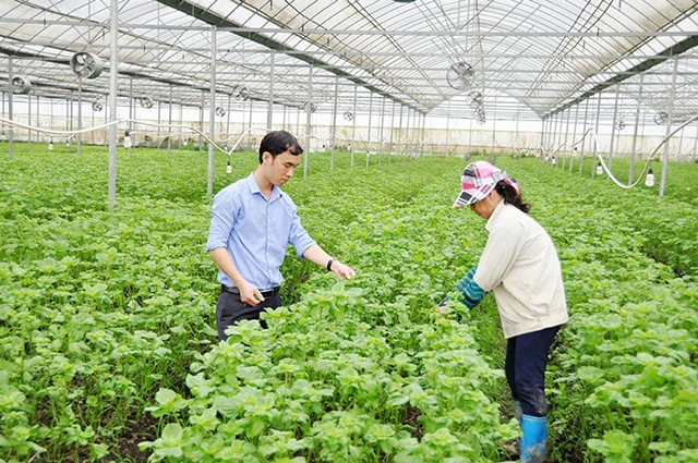 Ngành nông nghiệp tỉnh Bắc Ninh ứng dụng KHCN vào quy trình sản xuất, cho năng suất cao