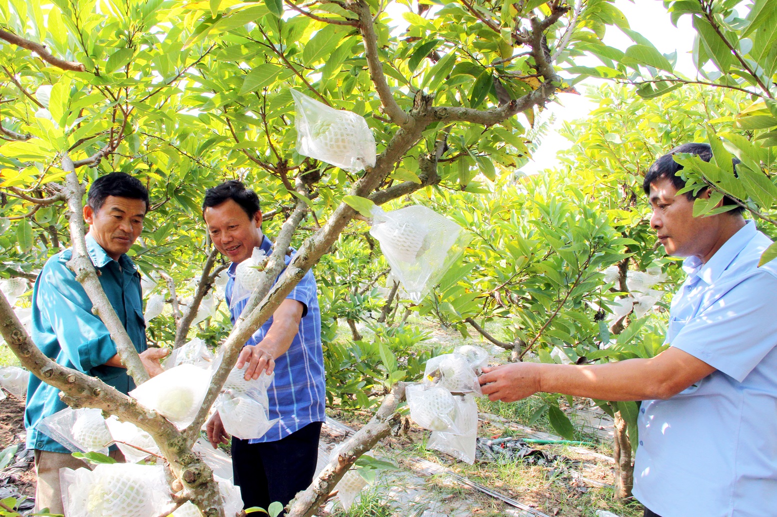 Người trồng na ở xã Đông Phú, huyện Lục Nam luôn chịu khó học hỏi, nghiên cứu, đúc rút kinh nghiệm qua quá trình sản xuất để nâng cao chất lượng để phục vụ tốt nhất nhu cầu ngày càng cao của người tiêu dùng