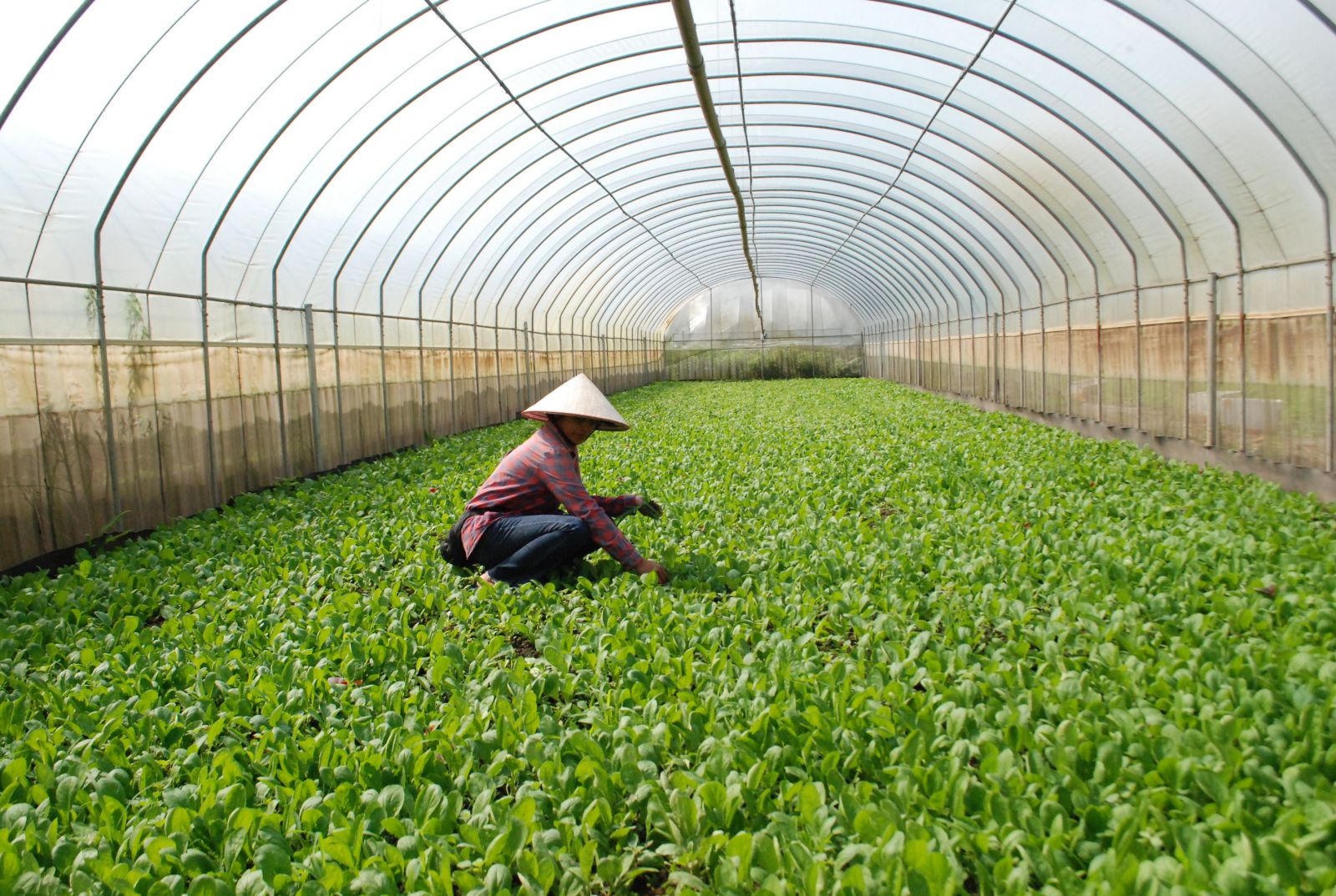 Trang trại trồng rau chất lượng cao của HTX sản xuất và tiêu thụ rau hữu cơ công nghệ cao Cuối Quý