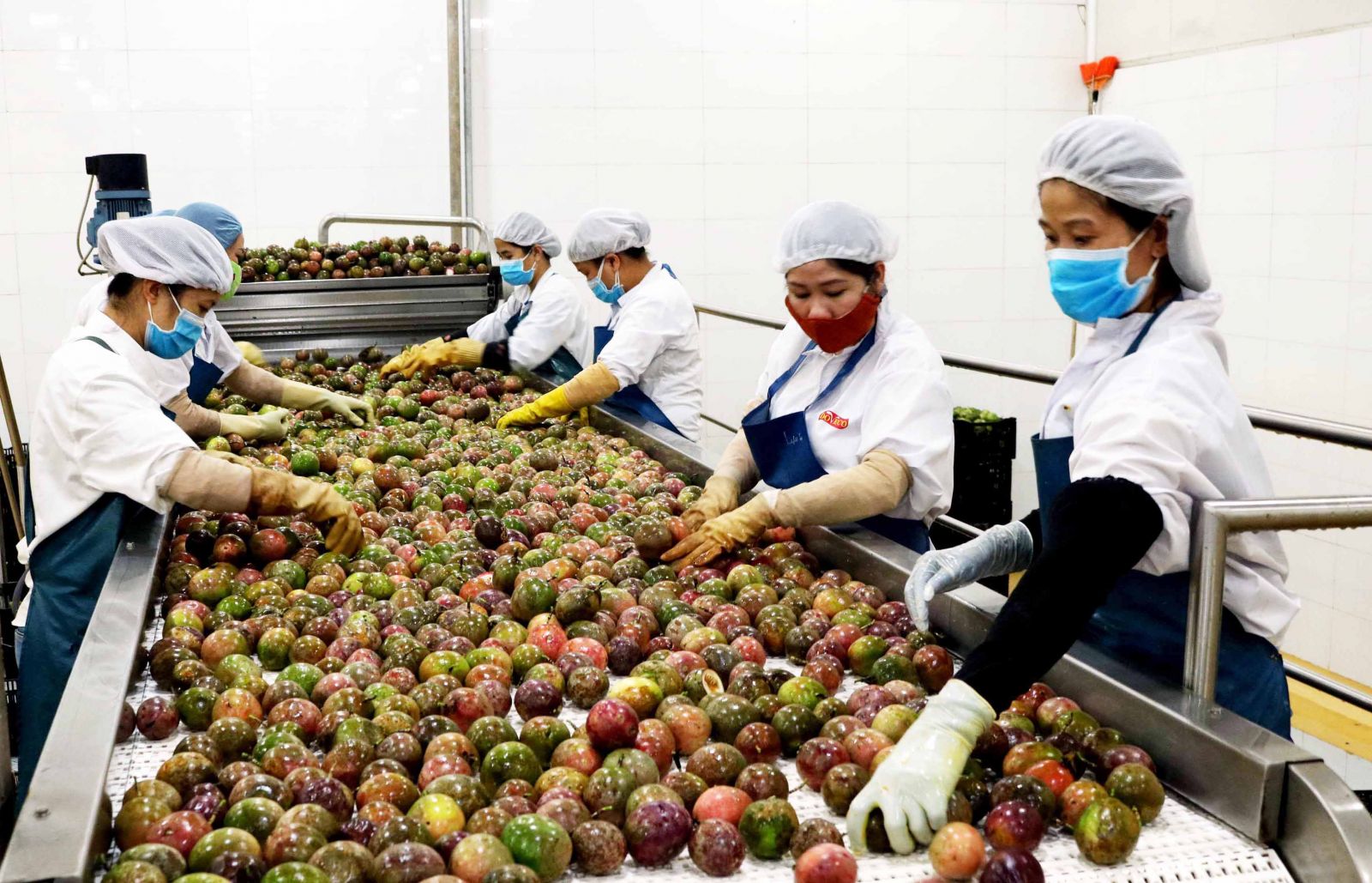 Dây chuyển sản xuất và chế biến trái cây của công ty Dovaco