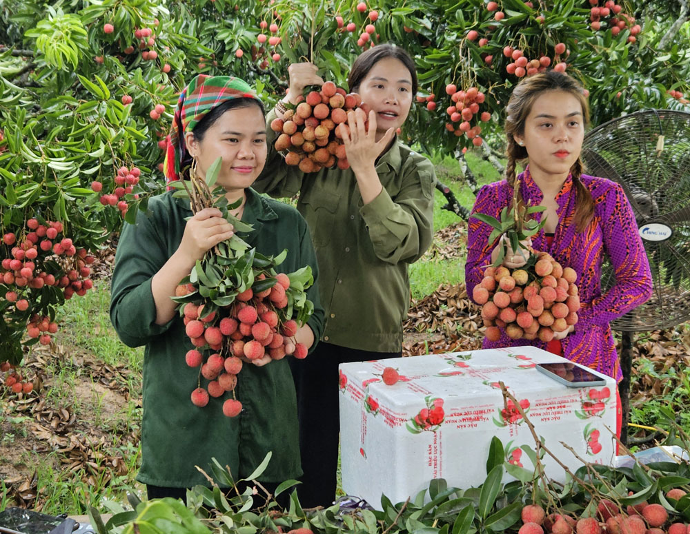 Quảng bá và bán vải thiều Lục Ngạn, Bắc Giang trên nền tảng mạng xã hội