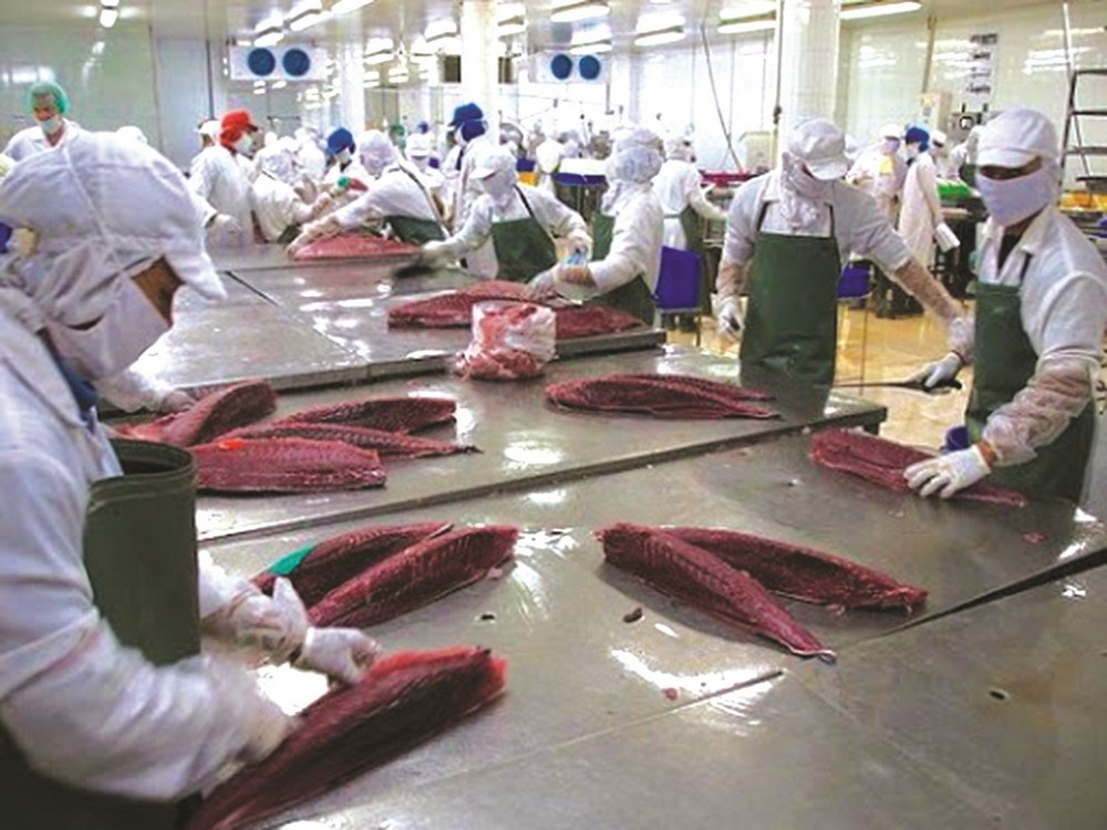 Cá ngừ là một trong những mặt hàng chiếm lĩnh được nhiều thị trường xuất khẩu 