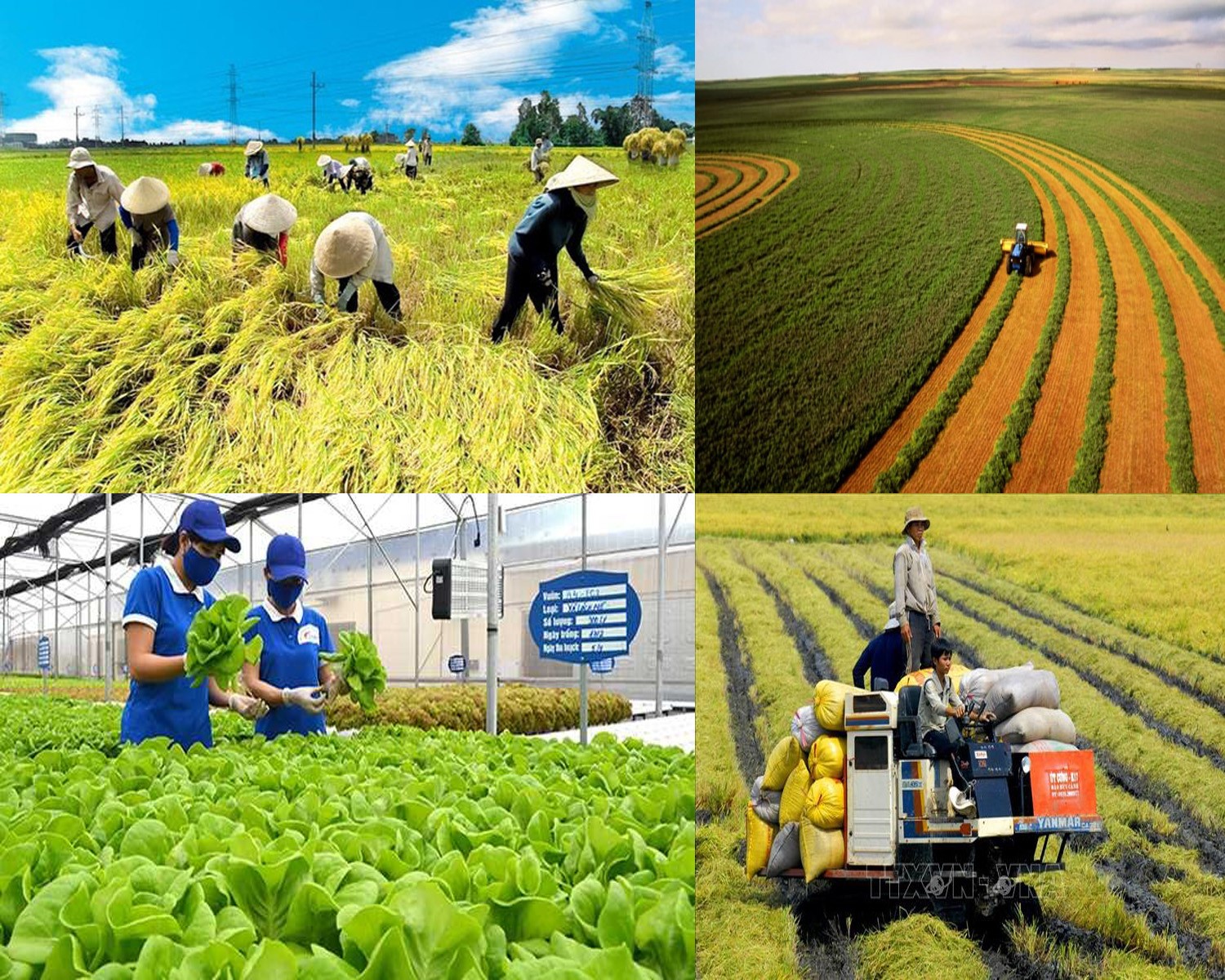 Nông nghiệp là một trong những lĩnh vực có cơ hội áp dụng hiệu quả mô hình kinh tế tuần hoàn