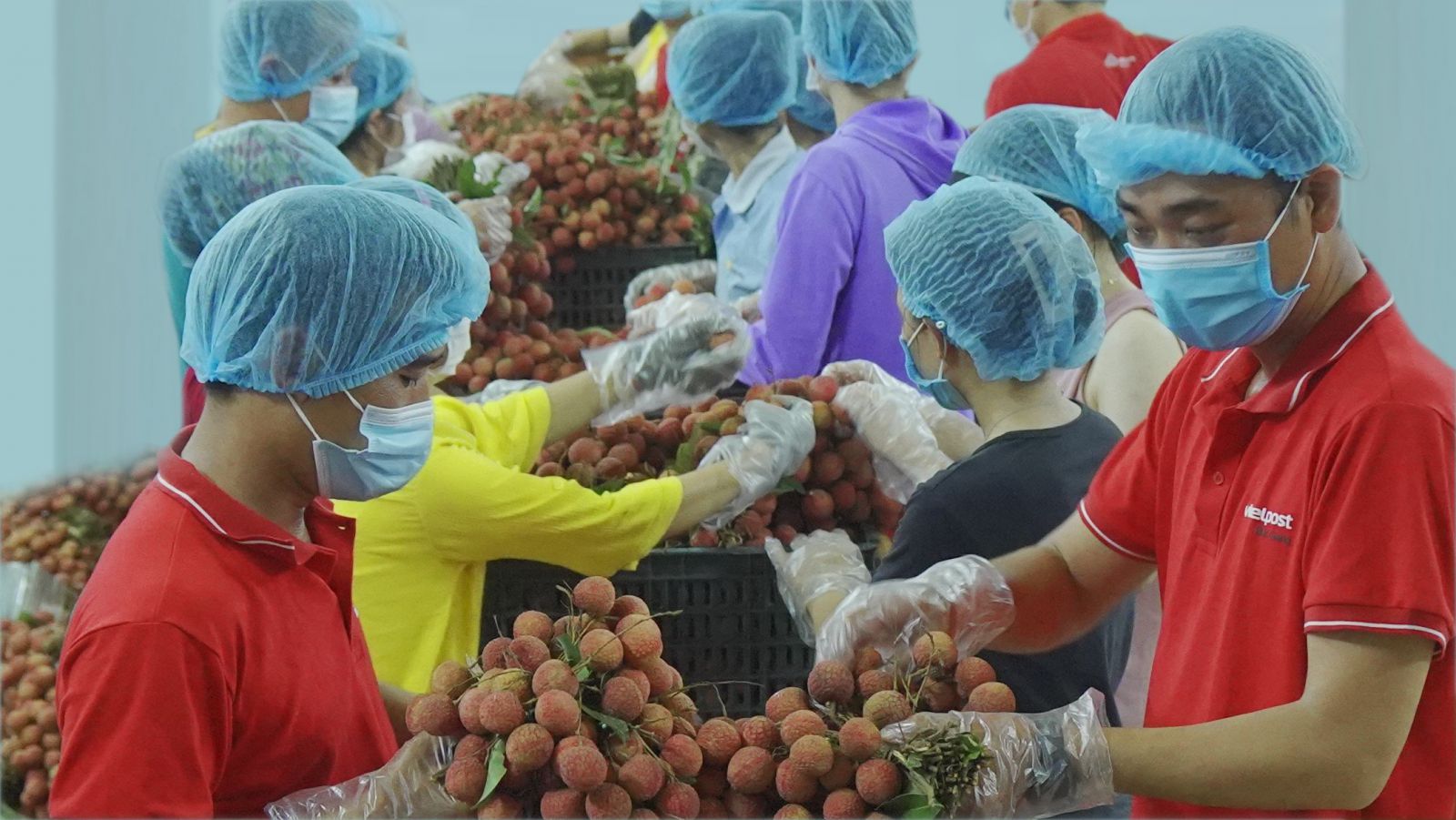 Nông sản Việt Nam là một trong những mặt hàng xuất khẩu thành công qua nền tảng thương mại xuyên biên giới