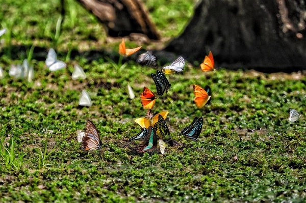 Hàng ngàn con bướm đủ sắc màu bay chập chờn khắp con đường đi bộ trải nghiệm của du khách như bức tranh huyền ảo