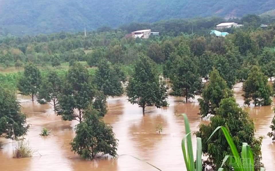 Vườn cây trồng của người dân ở xã Lộc Nam huyện Bảo Lâm bị ngập sâu trong nước