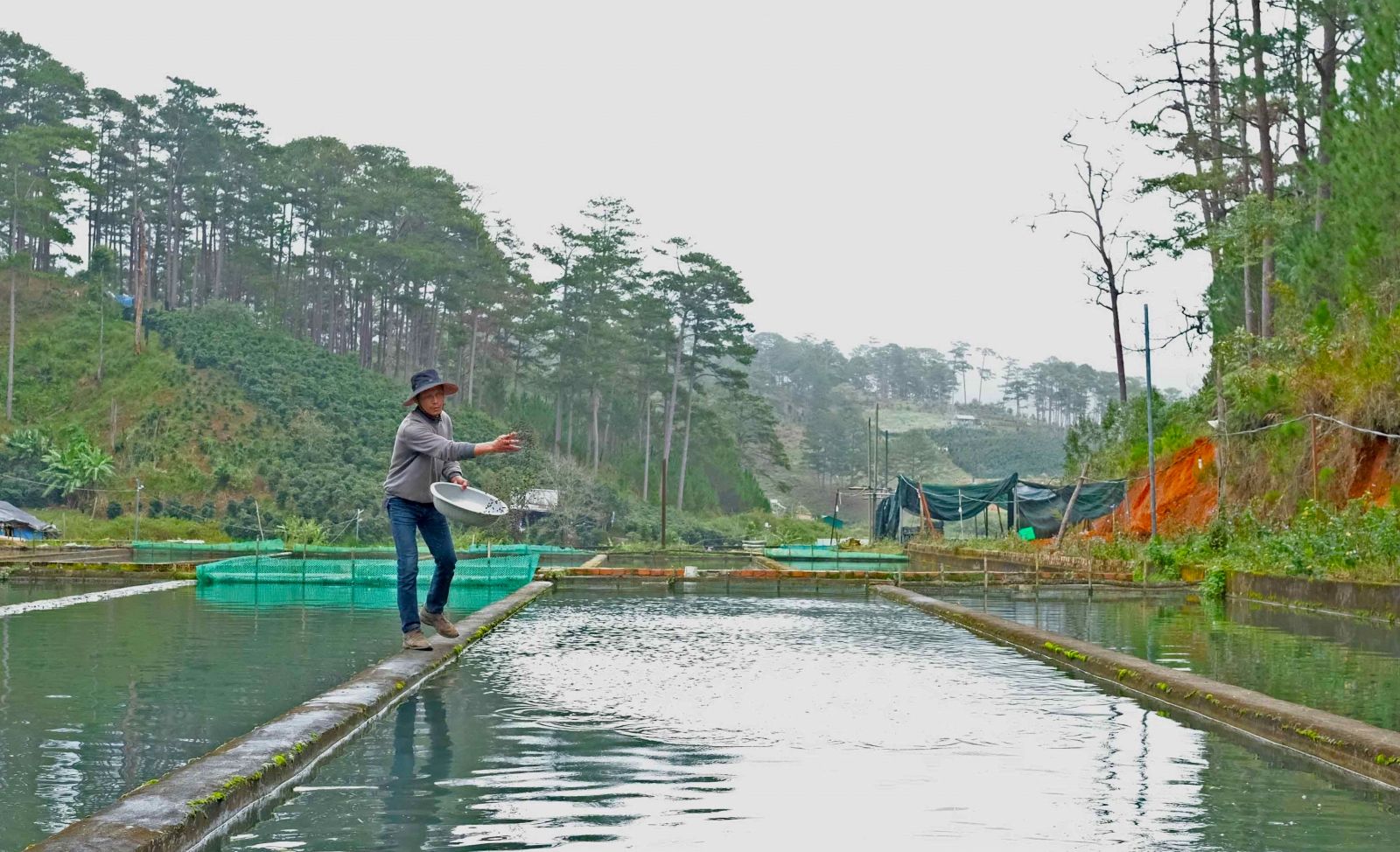 Nuôi cá tầm nước lạnh ở Lâm Đồng cho hiệu quả kinh tế cao 