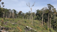 Sẽ khởi tố dự án làm mất rừng?