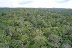 Kon Tum: Sẽ có 3000 tỷ ngân sách mỗi năm từ rừng?