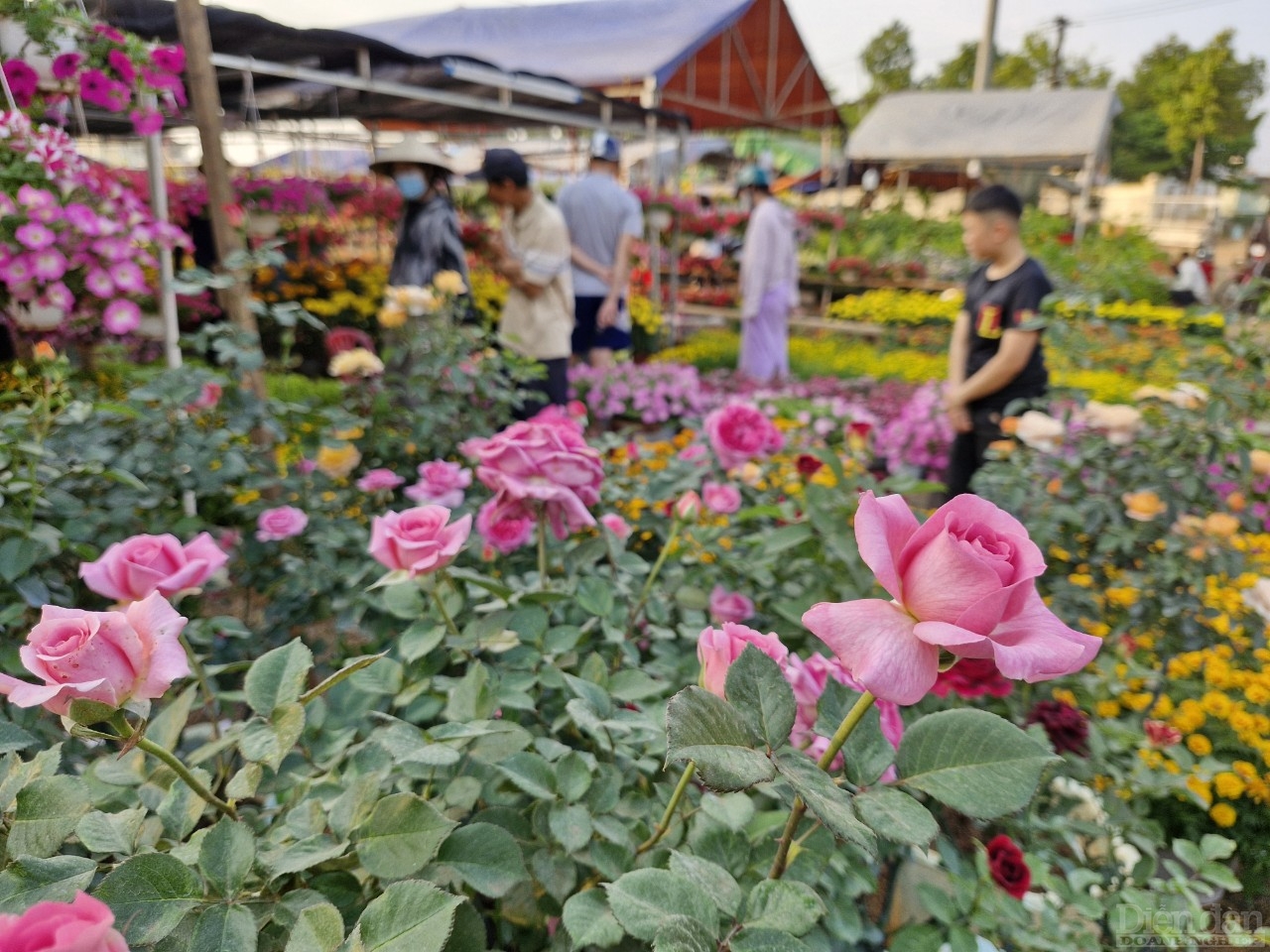 Hoa hồng một trong nhiều loại hoa được thương lái bày bán phục vụ thị trường Tết
