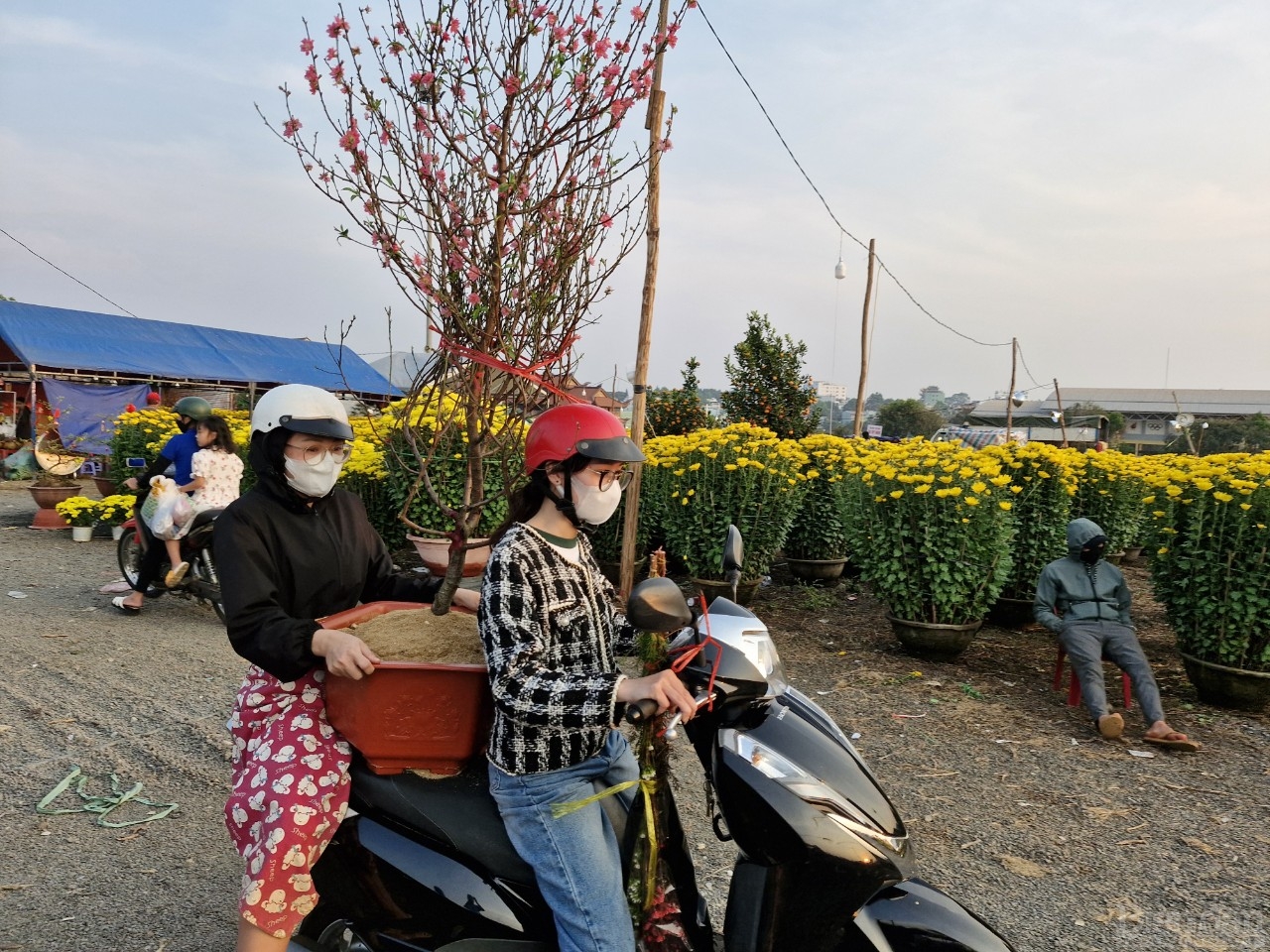 Một gia đình chở cây đào về trưng Tết