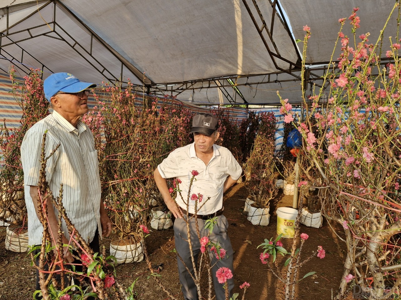 Một gia đình trồng hoa đào ở huyện Ngọc Hồi tỉnh Kon Tum kinh doanh hoa ở chợ hoa thành phố Pleiku