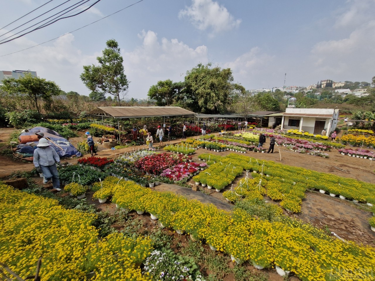 Nhiều vườn hoa của nông dân trở thành điểm tham quan, mua bán và checkin của các bạn trẻ