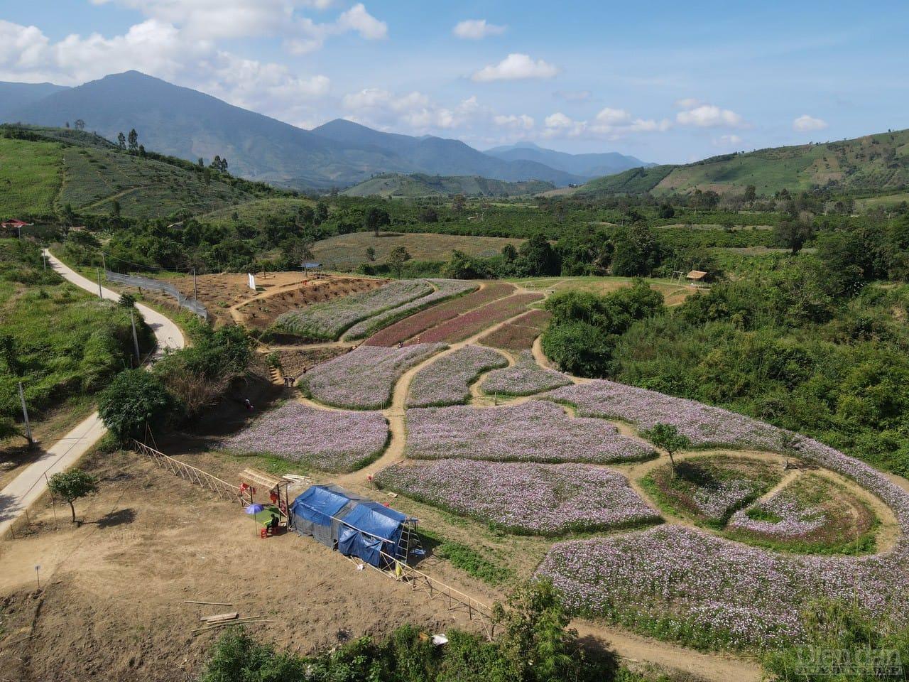 Vườn hoa của nông dân Đắk Lắk tạo ra một điểm checkin hấp dẫn ở địa phương